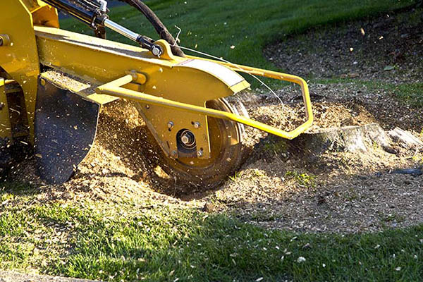 We help new and old homeowners manage their property and remove unsightly stumps.